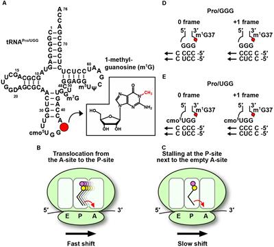 Codon-Specific Translation by m1G37 Methylation of tRNA